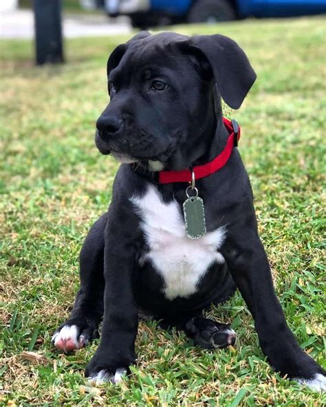 Cane corso pitbull mix puppy - Cane Corso Pitbull Mix Size and Weight: How Big Will a Pit Corso Get When Fully Grown? The Cane Corso Pitbull mix is a large muscular mixed dog breed that typically stands between 20 and 24 …